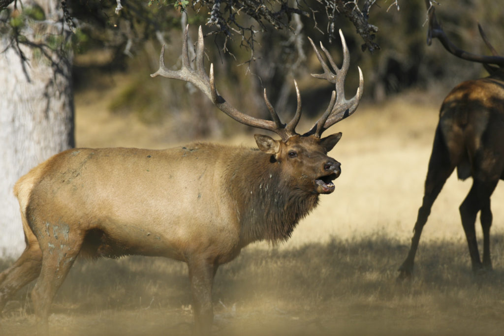 Tule Elk image
